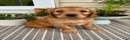 Miniature Golden Retriever dogs for sale: Moose - Ad 1