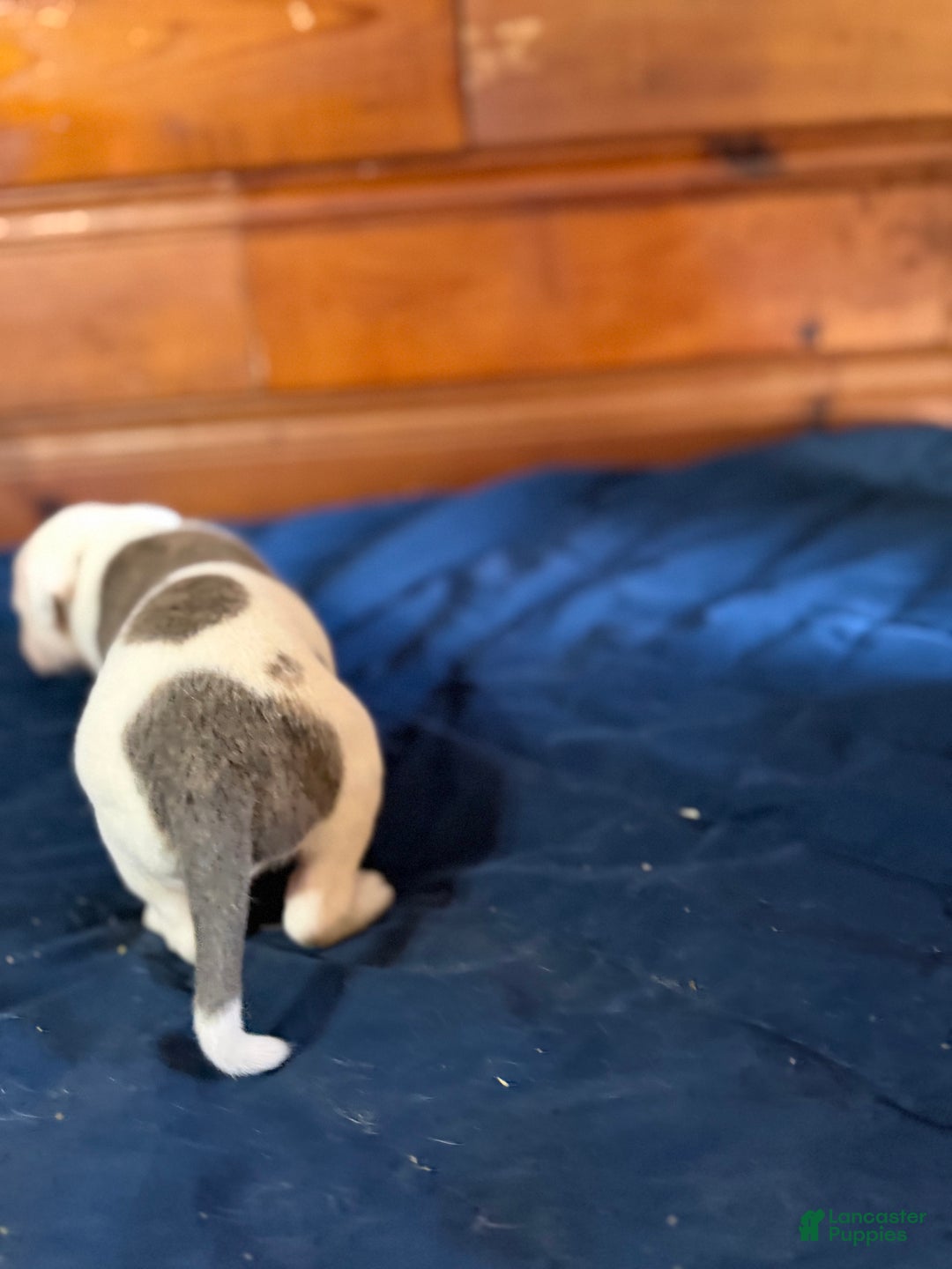 American Bulldog dogs for sale: Tank - Ad 4