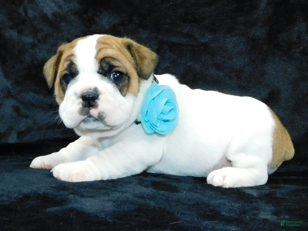 Mixed Breed dogs for sale: Wrinkles - Ad 9