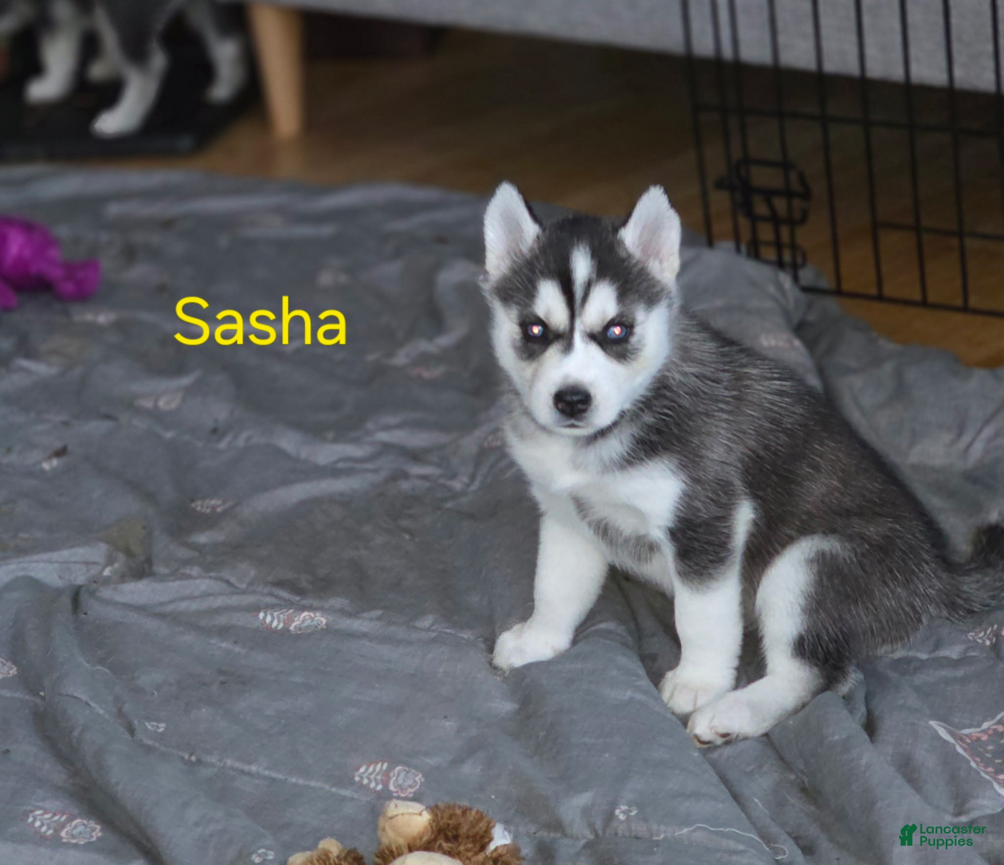 Siberian Husky dogs Sasha - Ad 40