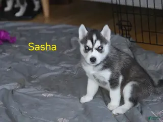 Siberian Husky dogs Sasha - Ad 40