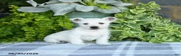 West Highland Terrier dogs for sale: Alayna - Ad 4