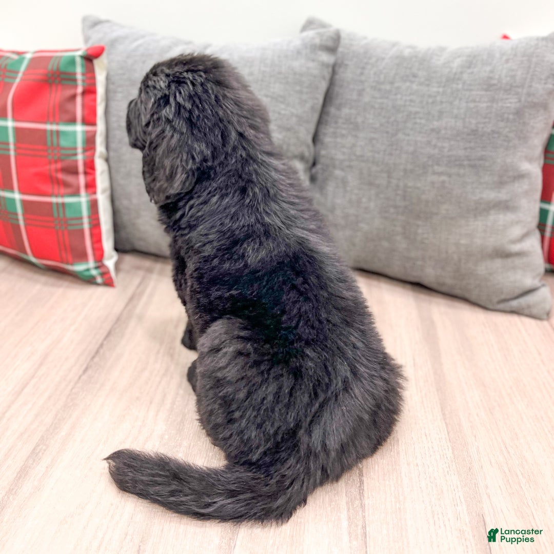 Newfoundland dogs for sale: Dexter - Ad 5