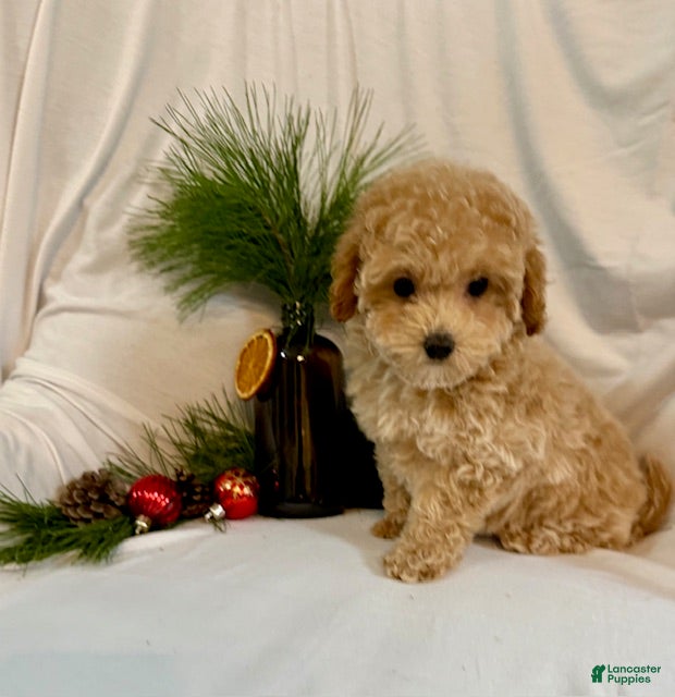 Toy Poodle dogs Gina - Ad 2