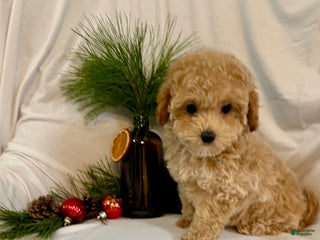 Toy Poodle dogs for sale: Gina - Ad 2