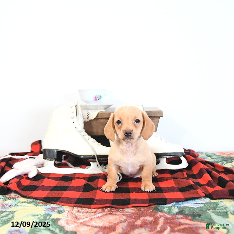 Miniature Dachshund dogs Brad  - Ad 37