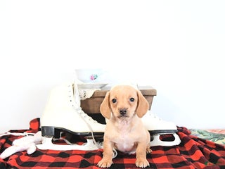 Miniature Dachshund dogs Brad - Ad 23