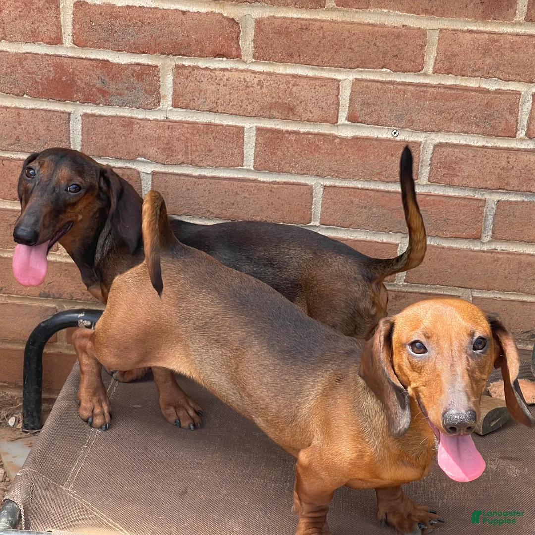 Dachshund dogs for sale: Greta - Ad 6