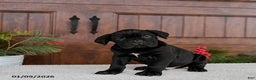 Cane Corso dogs for sale: Toby - Ad 3