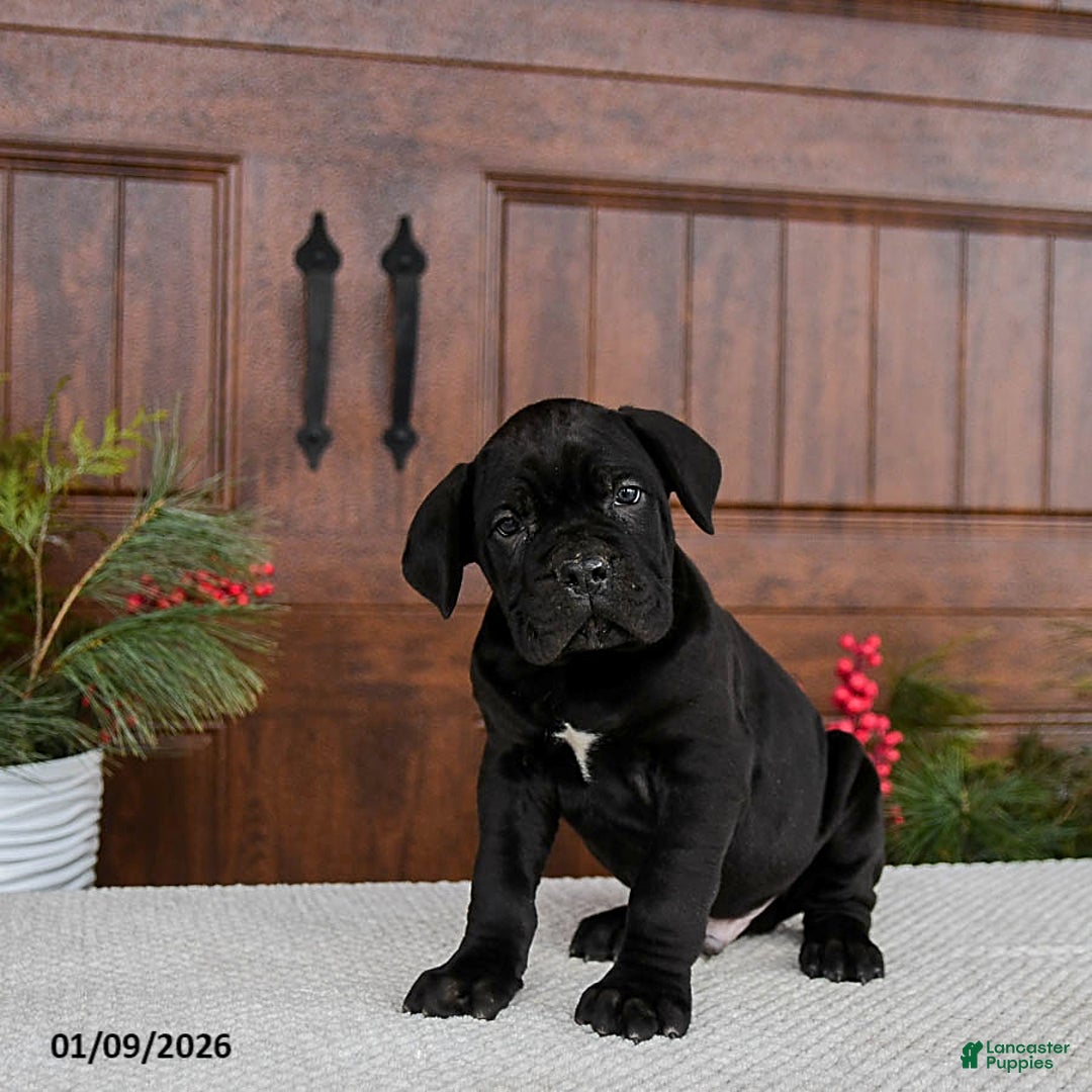 Cane Corso dogs for sale: Toby - Ad 3