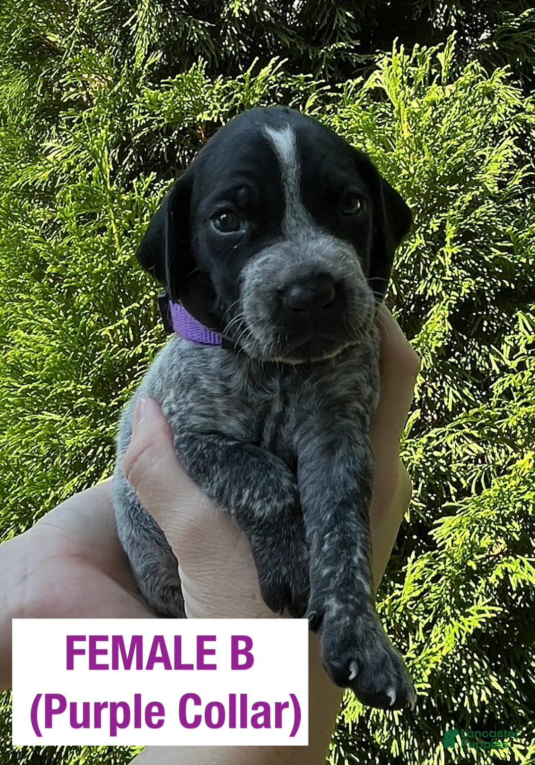German Shorthaired Pointer dogs for sale: German Shorthaired Pointer (FEMALE B) - Ad 1