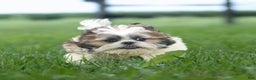 Shih Tzu dogs for sale: Cash - Ad 8
