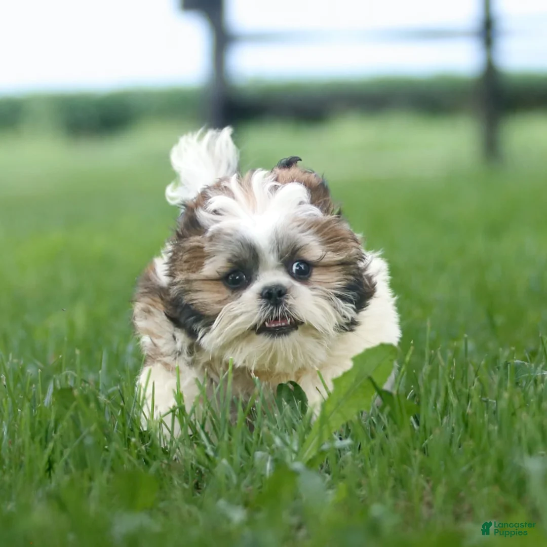 Shih Tzu dogs for sale: Cash - Ad 8