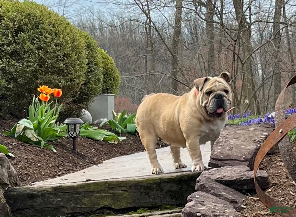English Bulldog dogs English Bulldog 1 - Ad 1