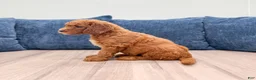 Mini Goldendoodle dogs for sale: Willow - Ad 4