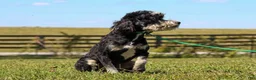 Mini Bernedoodle dogs for sale: Baxter - Ad 2
