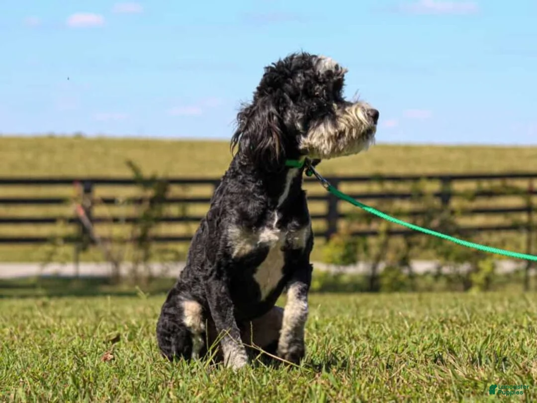Mini Bernedoodle dogs for sale: Baxter - Ad 2