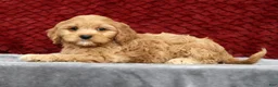 Cavapoo dogs for sale: Scotty - Ad 2