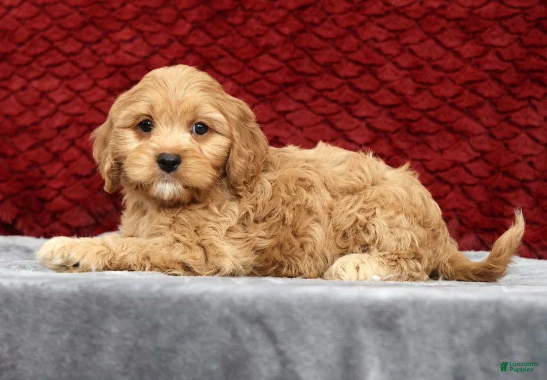 Cavapoo dogs for sale: Scotty - Ad 2