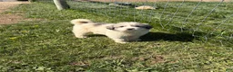 Great Pyrenees dogs for sale: Great Pyrenees Puppy 3 - Ad 2
