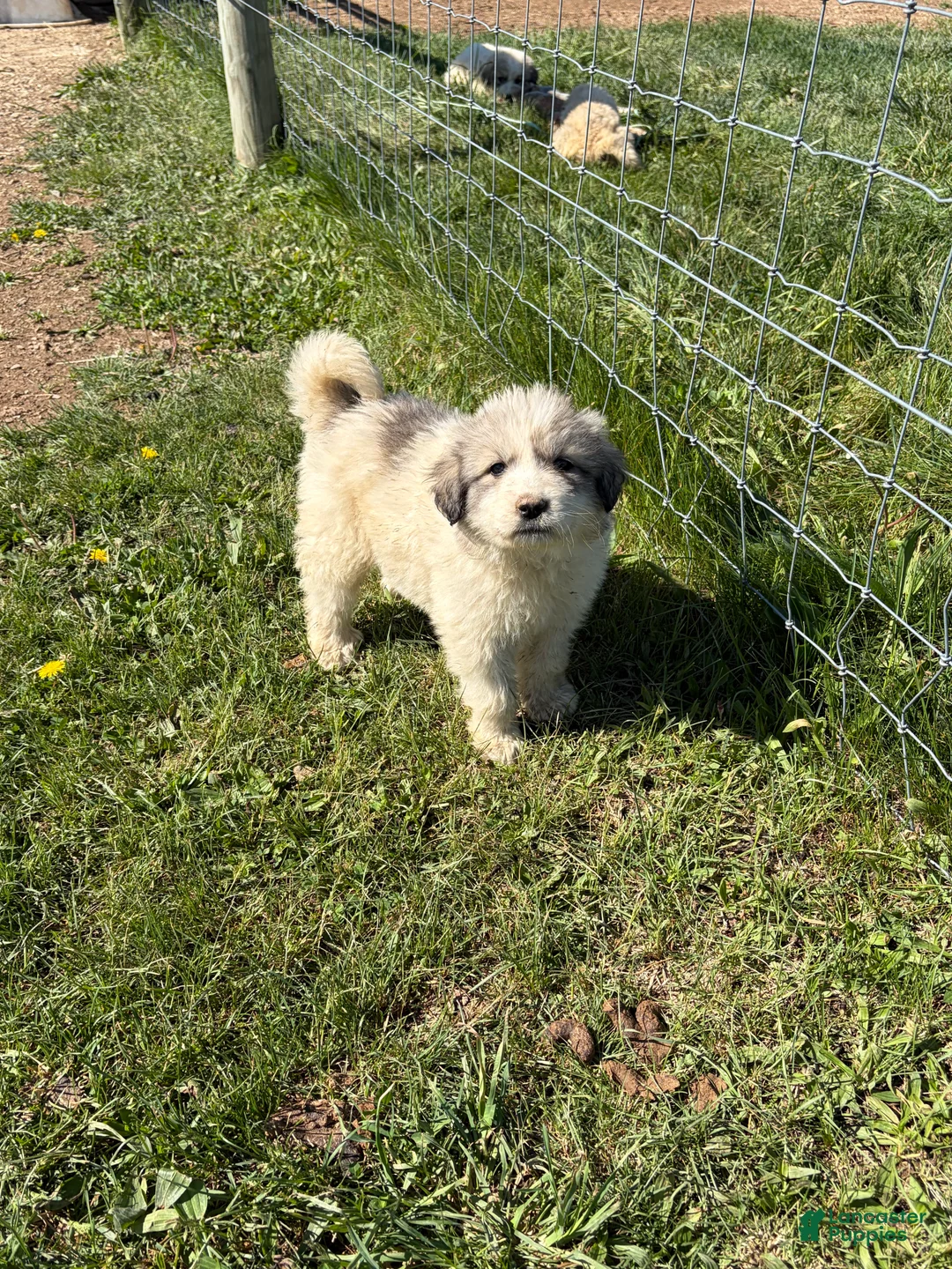 Great Pyrenees dogs for sale: Great Pyrenees Puppy 3 - Ad 2