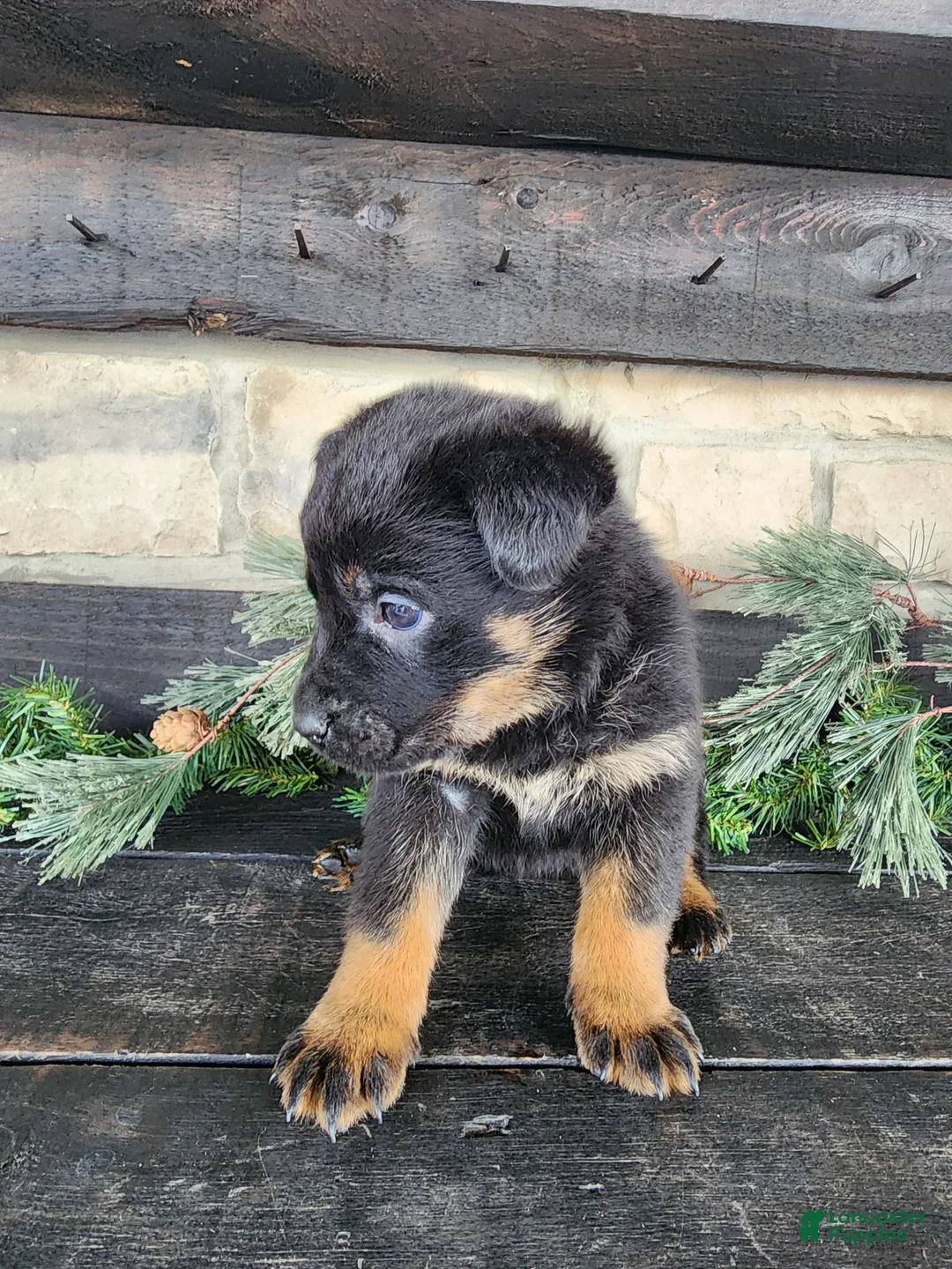 Mixed Breed dogs for sale: Rhonda  - Ad 2