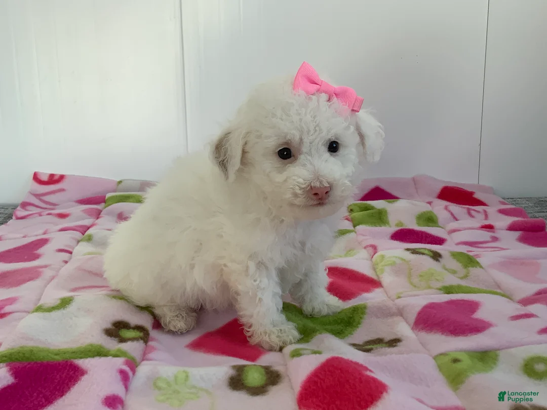 Toy Poodle dogs for sale: Shelly - Ad 1