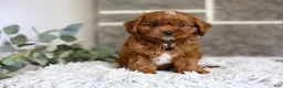 Cavapoo dogs for sale: Elliot - Ad 10