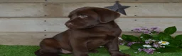 Labrador Retriever dogs for sale: Ann - Ad 9