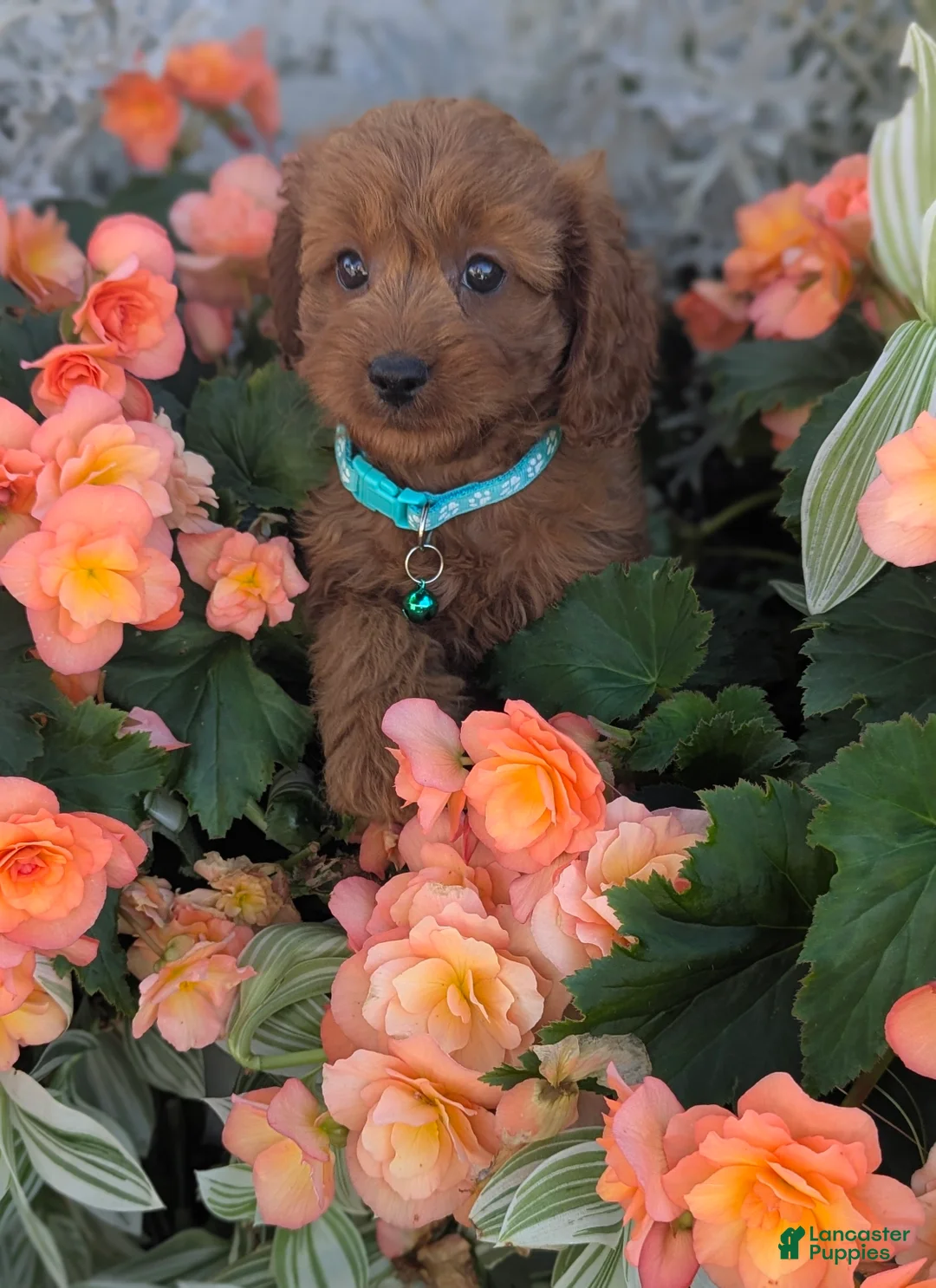 Cavapoo dogs for sale: Hazel  - Ad 2
