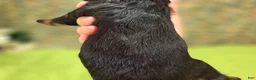 Cockapoo dogs for sale: Mushu - Ad 6