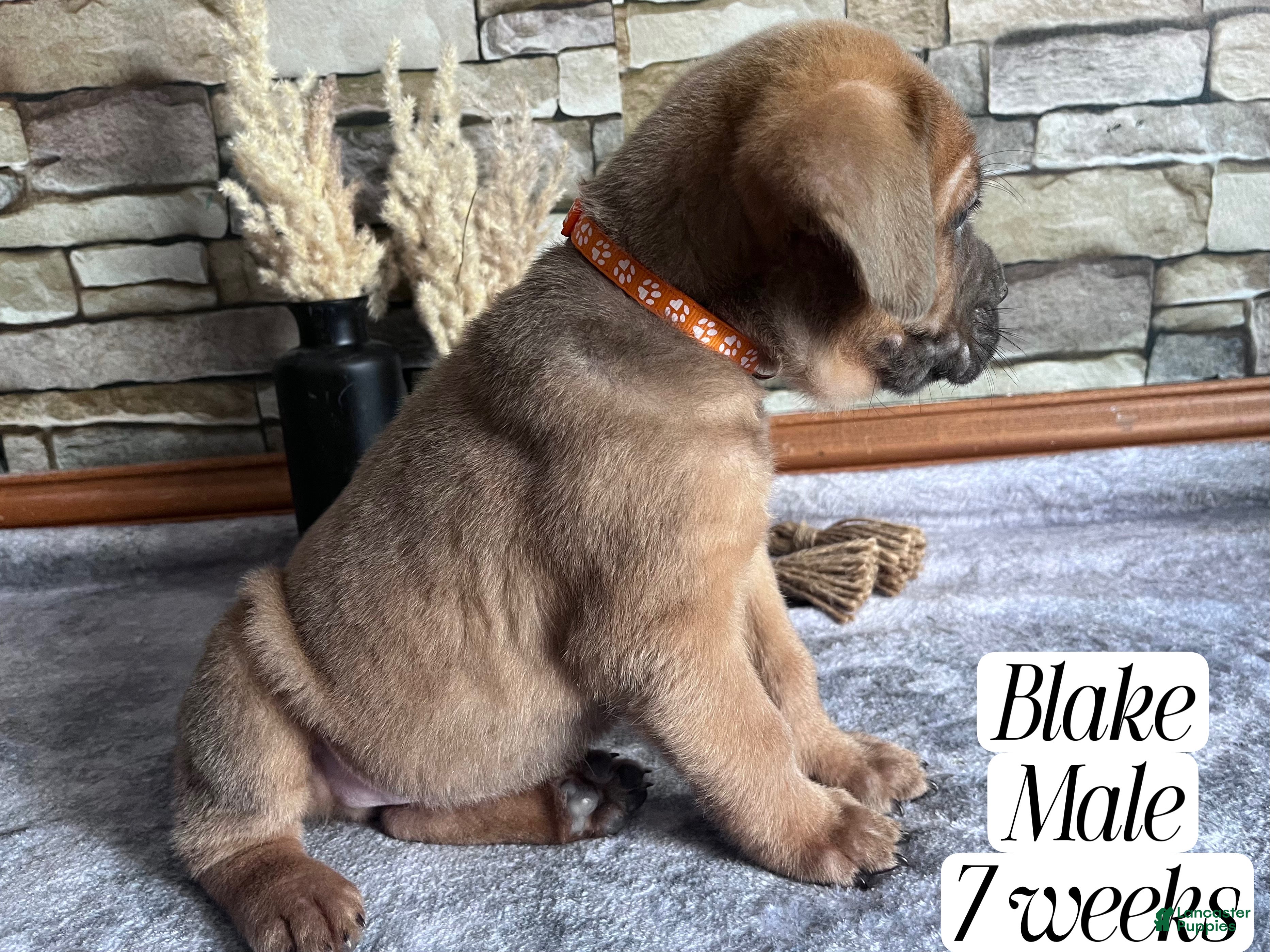 Cane Corso dogs Blake - Ad 2