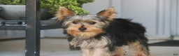 Yorkshire Terrier dogs for sale: Lucy - Ad 4