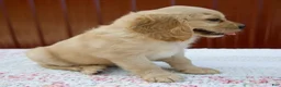 Miniature Golden Retriever dogs for sale: Grady - Ad 3
