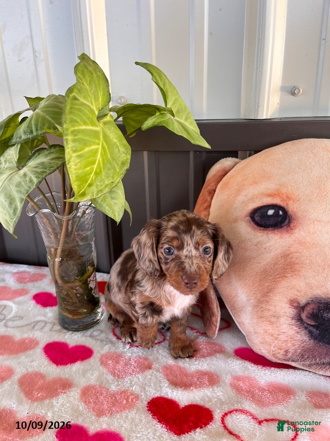 Miniature Dachshund dogs Pumpkin - Ad 1
