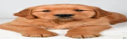 Golden Retriever dogs for sale: Ryder - Ad 5