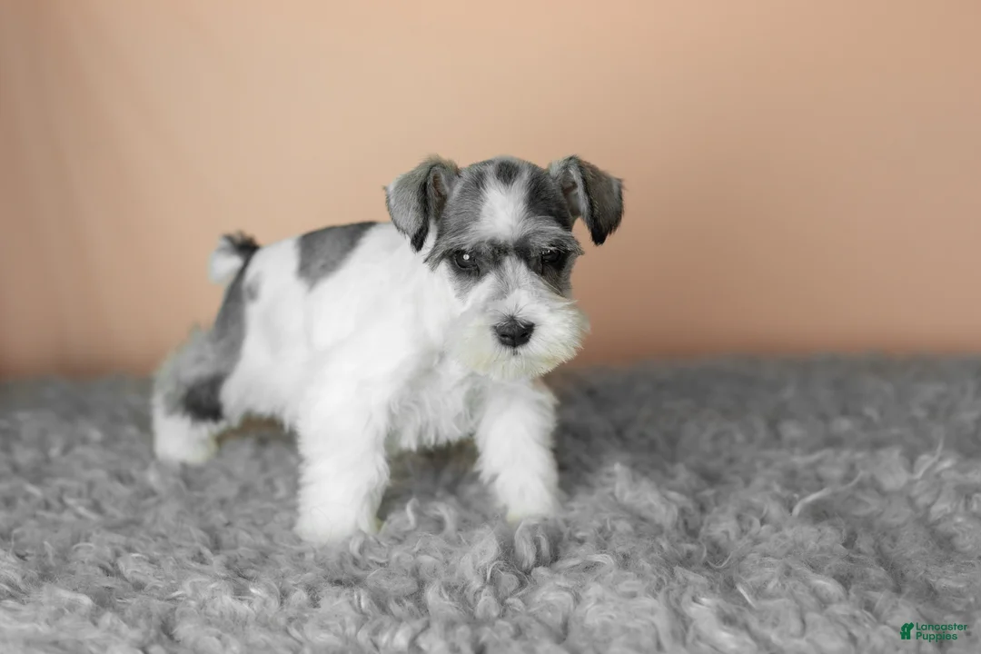 Miniature Schnauzer dogs for sale: Spot  - Ad 1