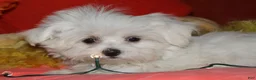 Maltese dogs for sale: Chester - Ad 6