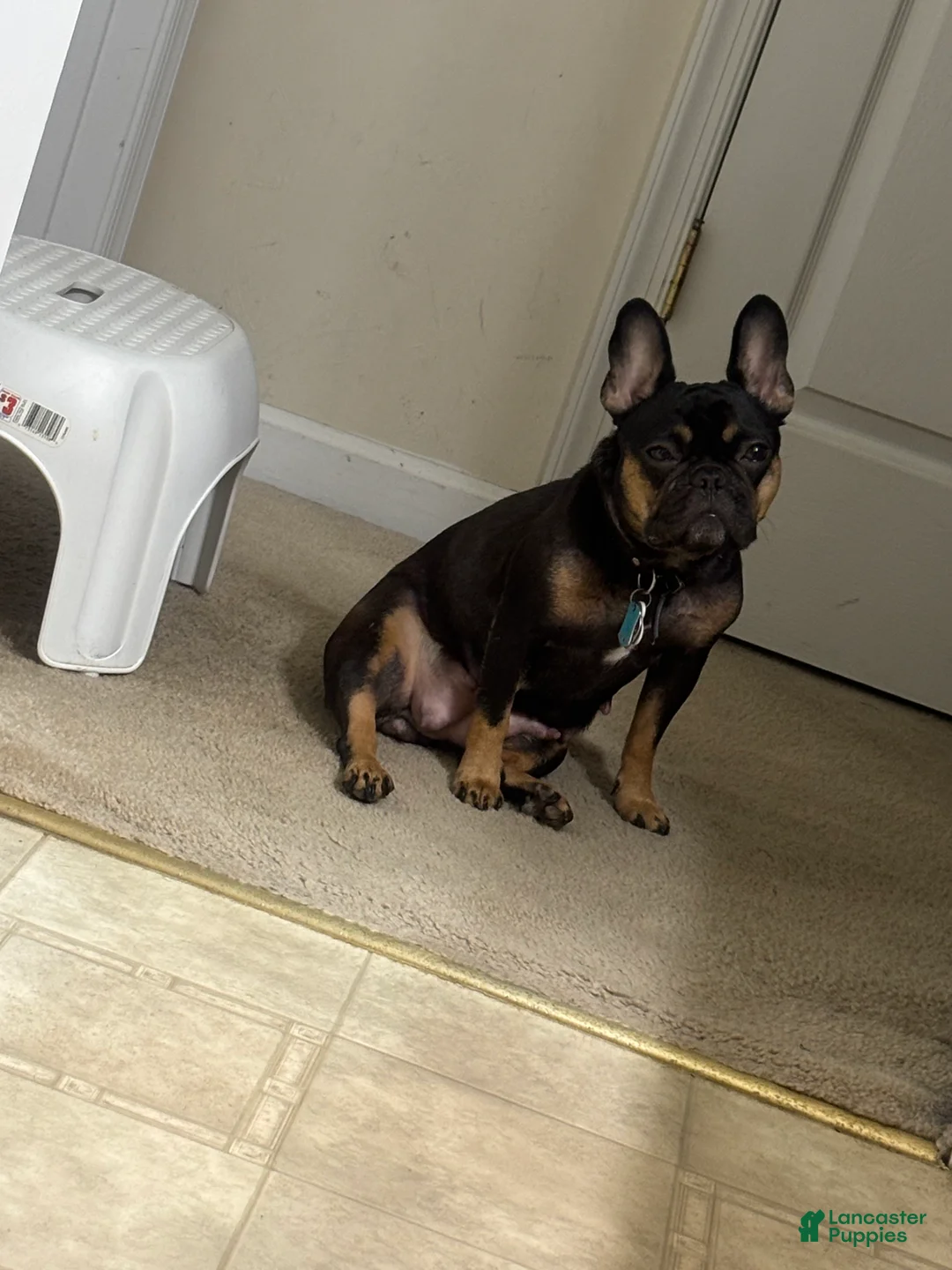 French Bulldog dogs for sale: Gracie  - Ad 2