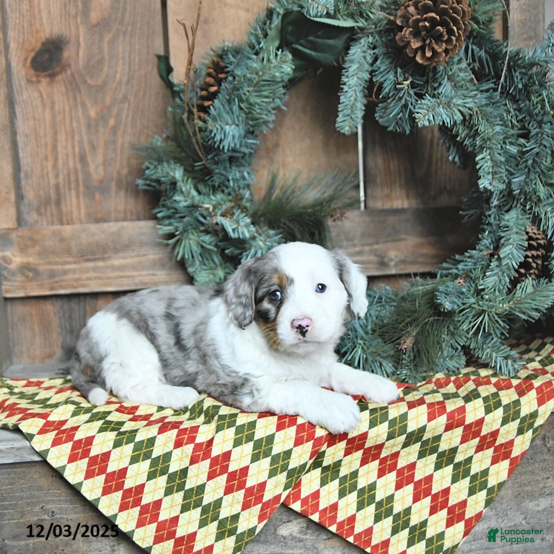 Mini Bernedoodle dogs for sale: Luna  - Ad 2