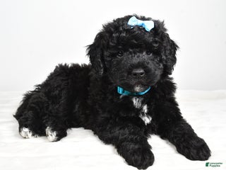 Mini Goldendoodle dogs Arthur - Ad 13