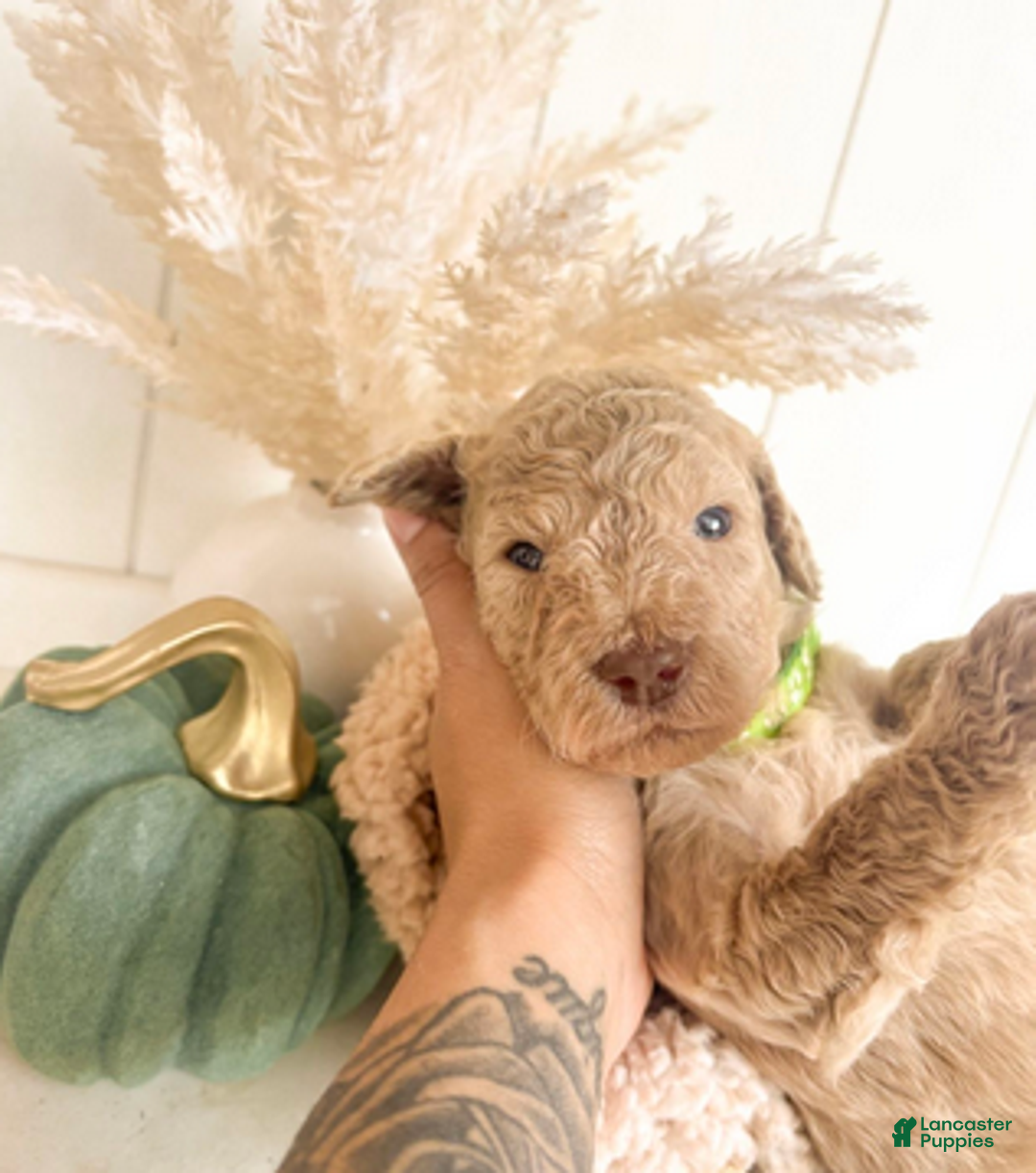 Mini Goldendoodle dogs for sale: Pumpkin - Ad 2