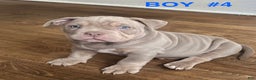 American Bully dogs for sale: American Bully Puppy 2 - Ad 1