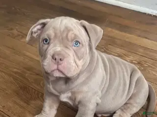 American Bully dogs American Bully Puppy 2 - Ad 6