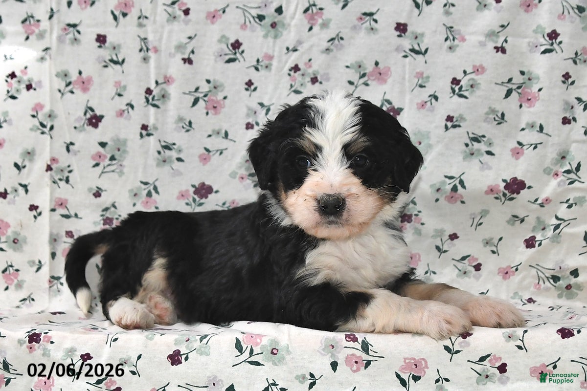 Bernedoodle dogs Max - Ad 33