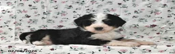 Bernedoodle dogs for sale: Max - Ad 1