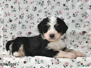 Bernedoodle dogs Max - Ad 41