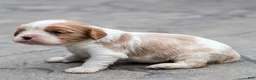 Cavalier King Charles Spaniel dogs for sale: Peter Cavalier King Charles Spaniel Puppy  - Ad 3