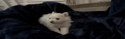Pomeranian dogs for sale: Linen - Ad 8