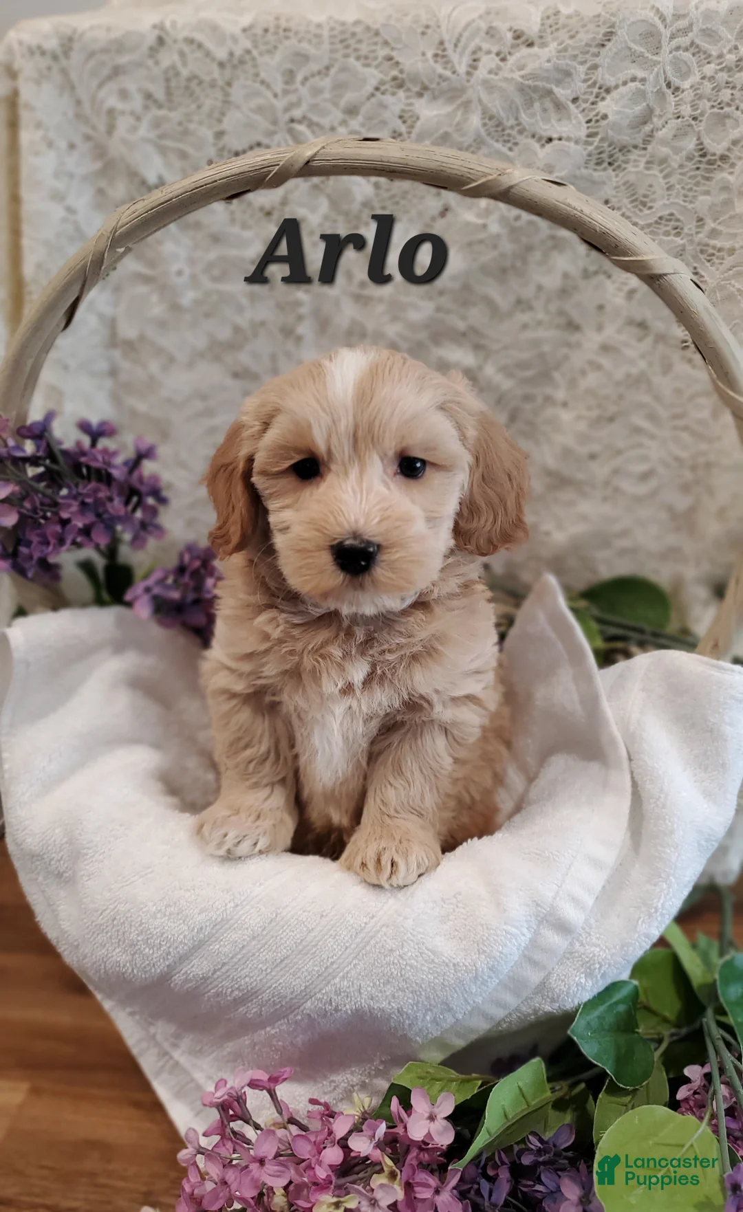 Mixed Breed dogs for sale: Arlo - Ad 2